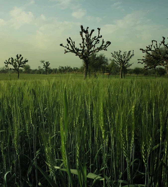 Organic Farm